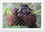 Orangutan_G (8) * aus der Enge befreit und sie sanft zur Seite schiebt. Rosie zieht enttäuscht ab. Ich habe Bruno nie so erleichtert gesehen. * 2418 x 1614 * (1.52MB)